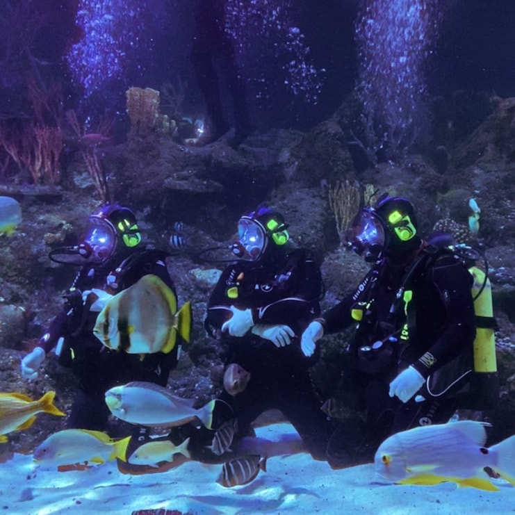 Dive with Sharks at Skegness Aquarium | Experience Day For 1 Dive with Sharks at Skegness Aquarium | Experience Day For 1