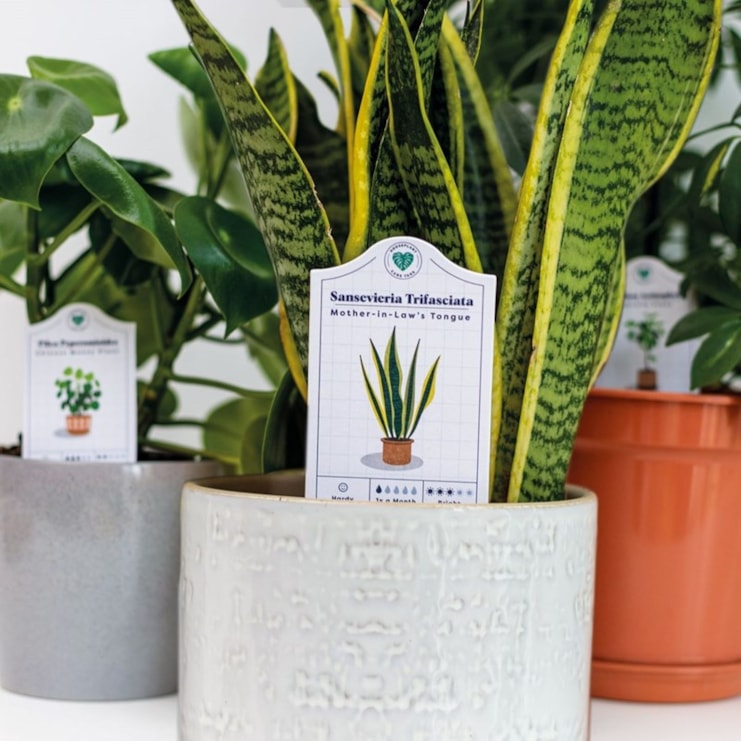 House Plant Care Tags House Plant Care Tags