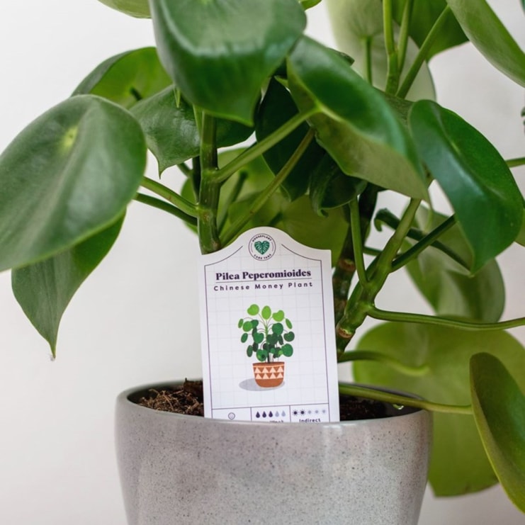 House Plant Care Tags House Plant Care Tags