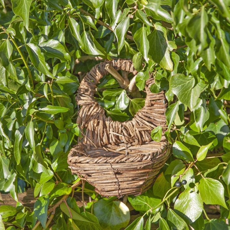 Blackbird Nester Blackbird Nester