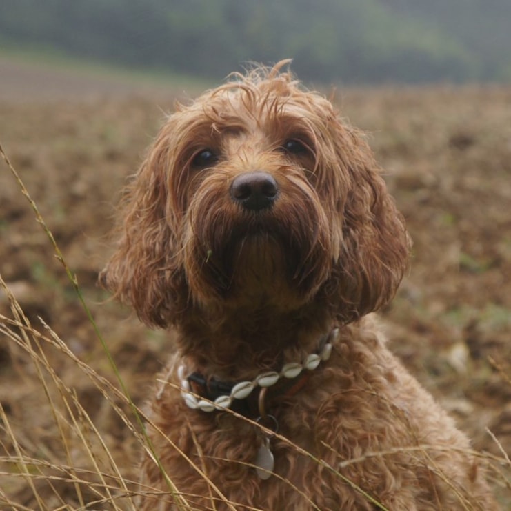 Dog Shell Necklace Dog Shell Necklace
