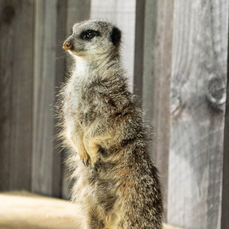 Millets Wildside Meet and Feed the Meerkats for Two
