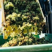 Vineyard Tour, Tasting and Lunch for 2 | Choose from 2 UK locations Vineyard Tour, Tasting and Lunch for 2 | Choose from 2 UK locations