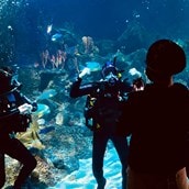 Dive with Sharks at Skegness Aquarium | Experience Day For 1