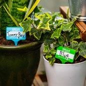 House Plant Name Tags