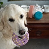 Biscuit Dog Toys Biscuit Dog Toys