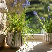 Osmington Plant Pot Osmington Plant Pot