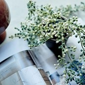 Abigail Ahern String of Pearls Succulent in Pot Abigail Ahern String of Pearls Succulent in Pot