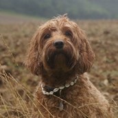 Dog Shell Necklace Dog Shell Necklace