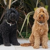 Dog Shell Necklace Dog Shell Necklace