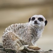 Millets Wildside Meet and Feed the Meerkats for Two Millets Wildside Meet and Feed the Meerkats for Two