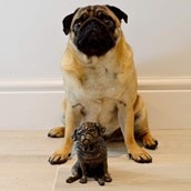 Pug Bronze Sculpture | By Charlie Smith Pug Bronze Sculpture | By Charlie Smith