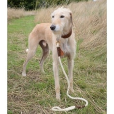 Natural Wool Dog Lead | made from rare breed wool