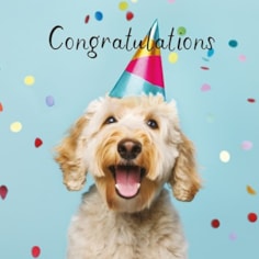 Large Congratulations Card - Dog