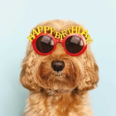 Birthday Card - Cockapoo In Sunglasses