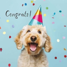 Congratulations Card - Party Pooch