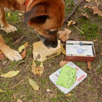 Dog Hiking Kit Dog Hiking Kit