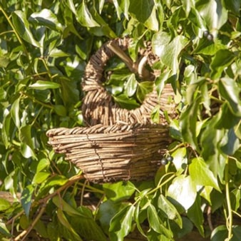 Blackbird Nester Blackbird Nester