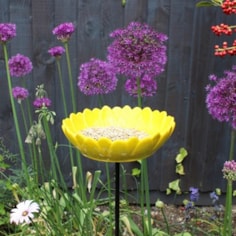 Sunflower Bird Feeder Sunflower Bird Feeder