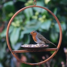Hanging Bird Feeder Platform Ring