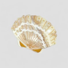 Golden Sand Seashell Hair Claw