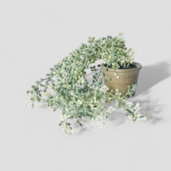 Abigail Ahern String of Pearls Succulent in Pot Abigail Ahern String of Pearls Succulent in Pot