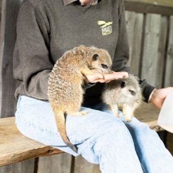 Millets Wildside Meet and Feed the Meerkats for Two Millets Wildside Meet and Feed the Meerkats for Two