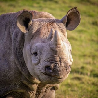 Port Lympne Reserve Visit, Truck Safari and Afternoon Tea for Two