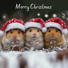 Christmas Card - Merry Christmas Three Mice Christmas Card - Merry Christmas Three Mice