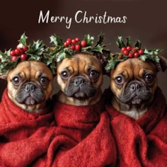 Christmas Card - Christmas French Bulldogs Christmas Card - Christmas French Bulldogs