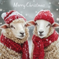 Christmas Card - Christmas Sheep