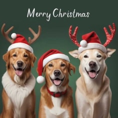 Christmas Card - Merry Christmas Dogs With Santa Hats Christmas Card - Merry Christmas Dogs With Santa Hats