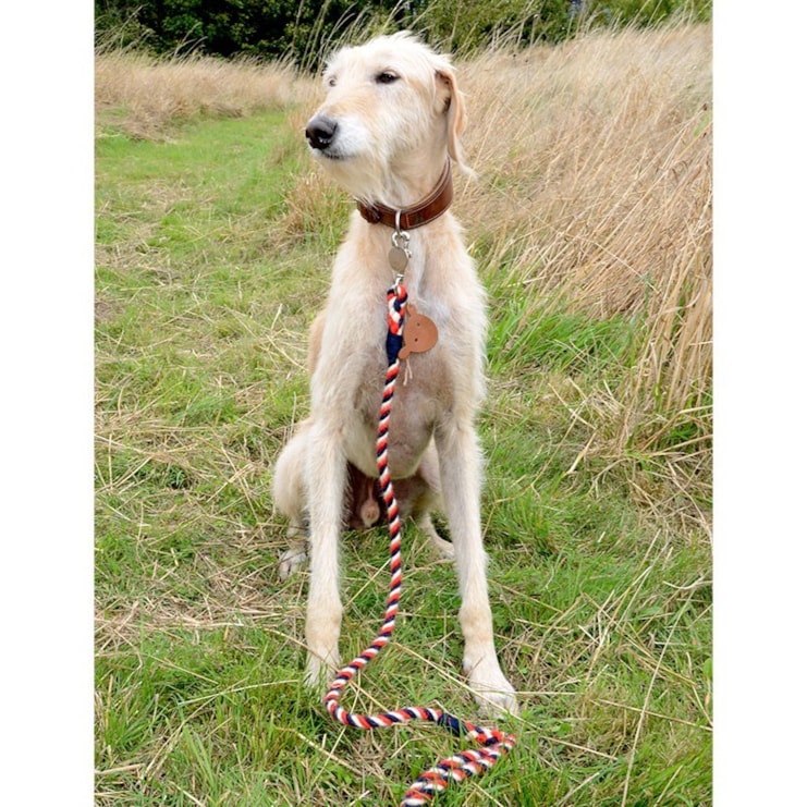 Wave the Flag Dog Lead Wave the Flag Dog Lead