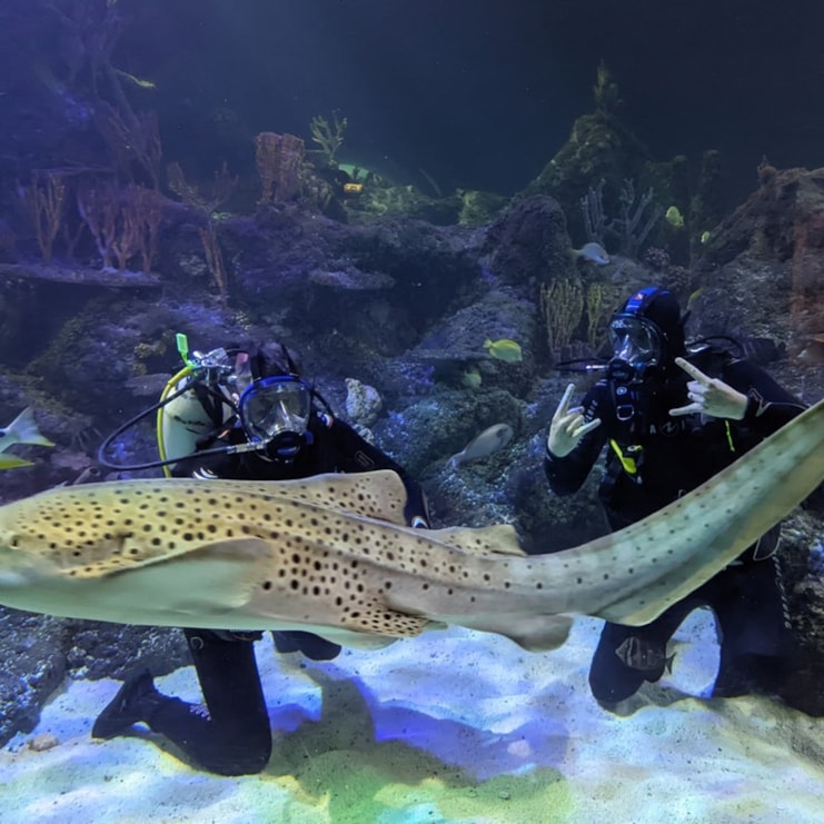 Dive with Sharks at Skegness Aquarium