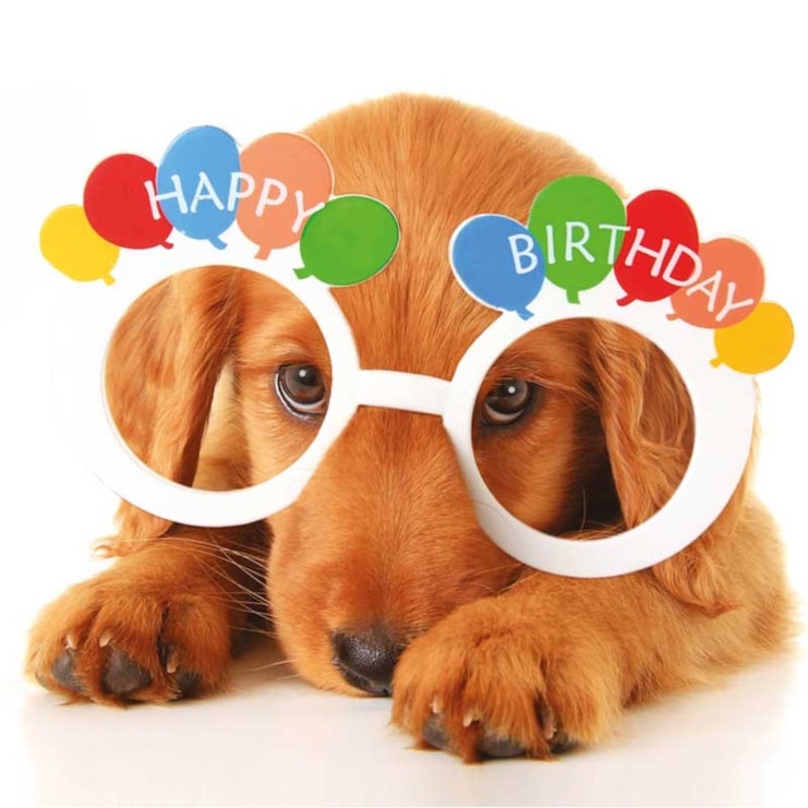 Birthday Card - Puppy Birthday Card - Puppy