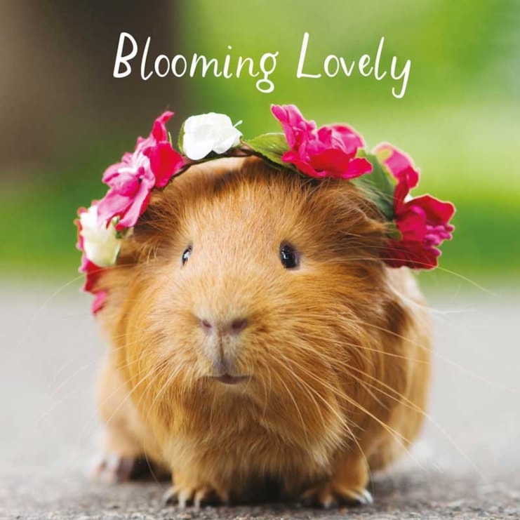 Open Card - Blooming Lovely