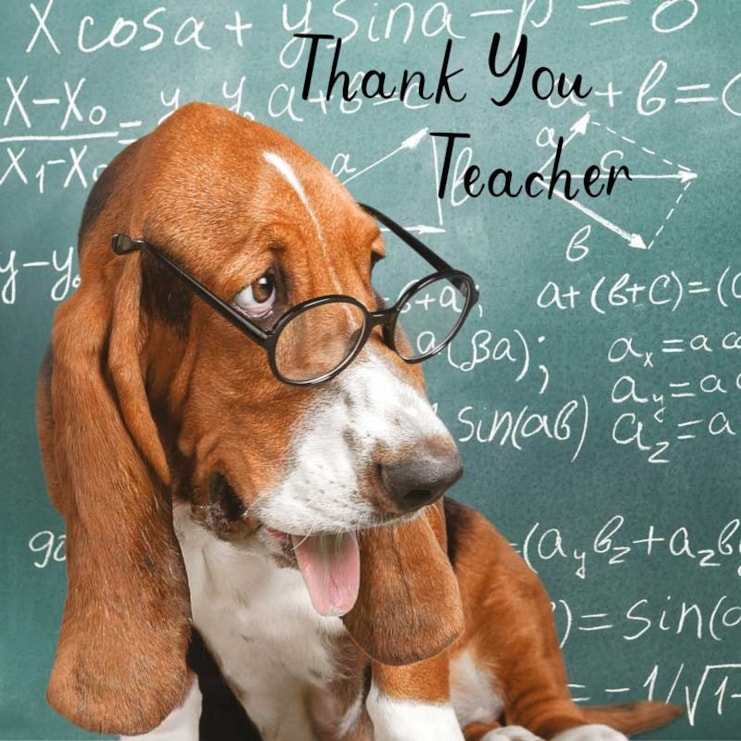Thank You Teacher Card - Basset Hound