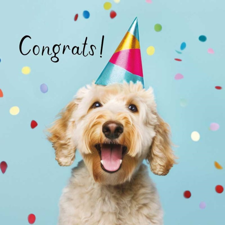 Congratulations Card - Party Pooch