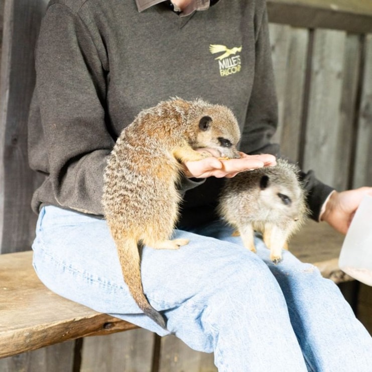 Millets Wildside Meet and Feed the Meerkats for Two