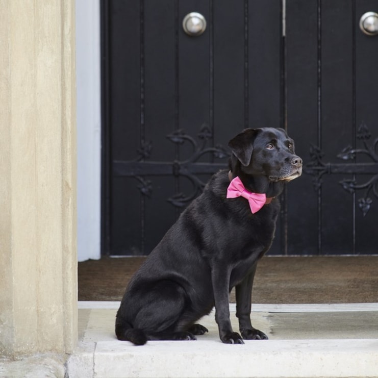 Velvet Dog Bow Tie