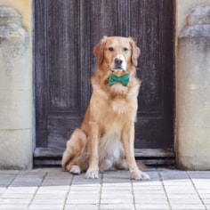 Velvet Dog Bow Tie Velvet Dog Bow Tie